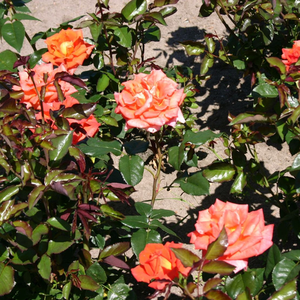 Pomarańczowy, wewnętrzna strona płatków jasnożółta - róża wielkokwiatowa - Hybrid Tea